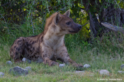 Spotted Hyena habitat