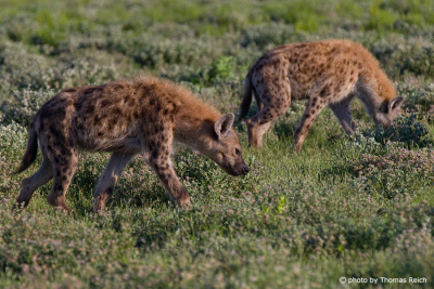 Two Spotted Hyena Etosha Nationalpark Namibia