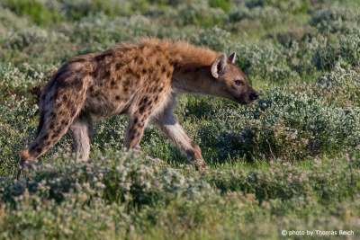 Spotted Hyena height