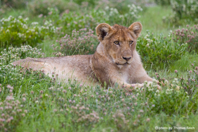 Sitzender junger Löwe, Afrika