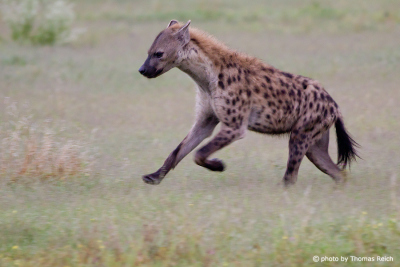 Spotted Hyena hunting