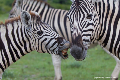 Zebra Fohlen mit Mutter