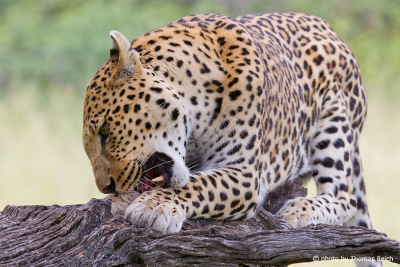 Leopard frisst seine Beute