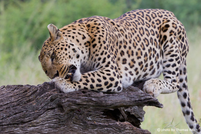 Raubtier Leopard