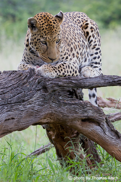 Leopard Ernährung