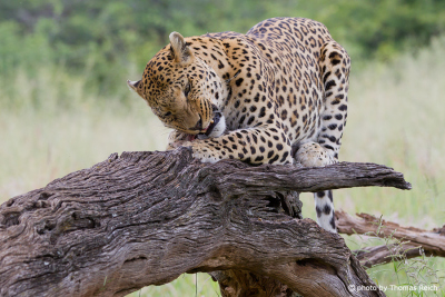 Leopard Nahrung