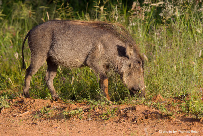 Common Warthog diet