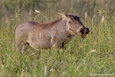 Common Warthog in the grass Africa
