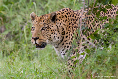 Leopard lauert
