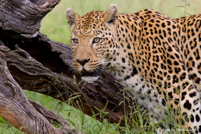 Leopard Aussehen