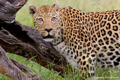 Leopard Lebensraum