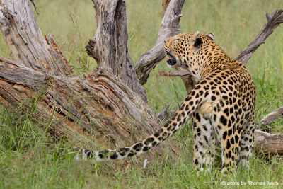 Leoparden Männchen