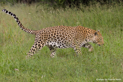 Leopard spaziert im Gras