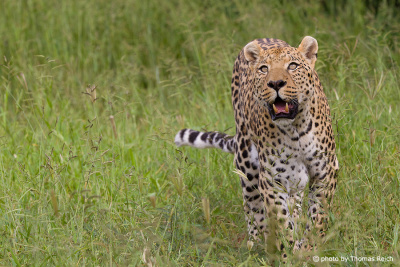 Leopard rennt