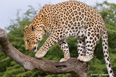Leopard klettert auf Baumstamm