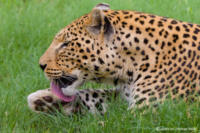 Leopard leckt sich die Pfoten