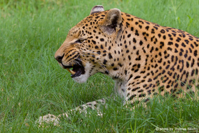 Leopard knurrt
