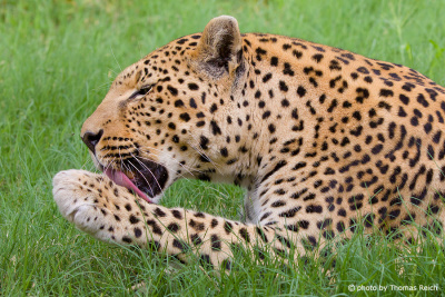 Leopard Nase
