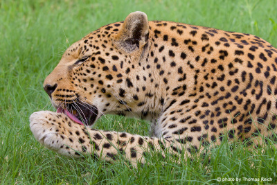 Leopard Tier in Afrika