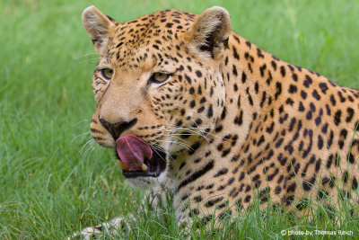 Leoparden Zunge