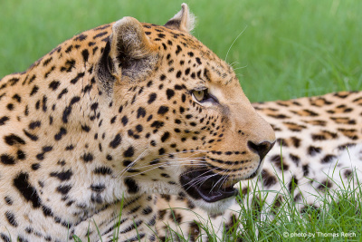 Leopard im Profil