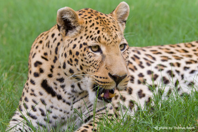 Leopardenzähne