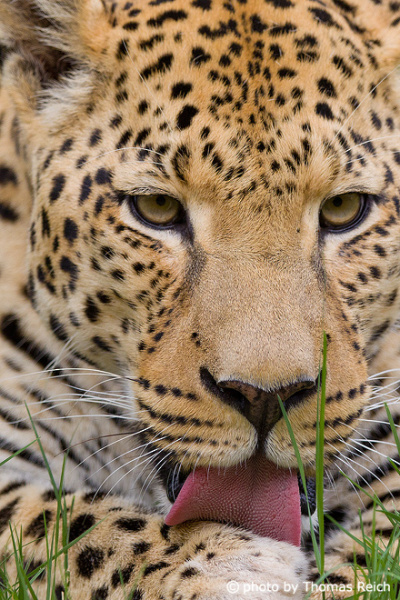 Leopard leckt Pfote