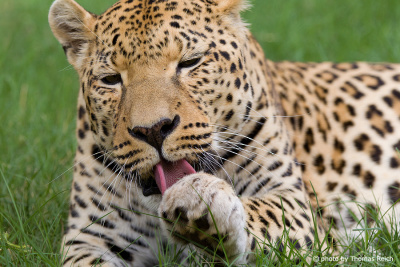Leopard leckt Pfote nach Fressen