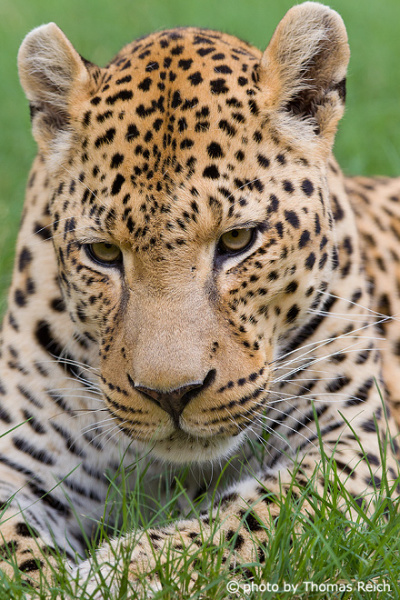 Leopard Augen