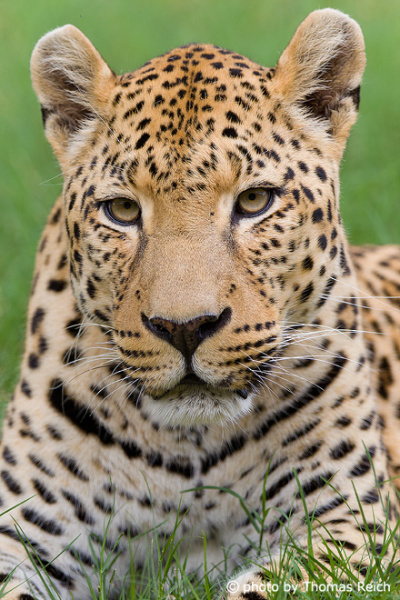 Leopard Porträt