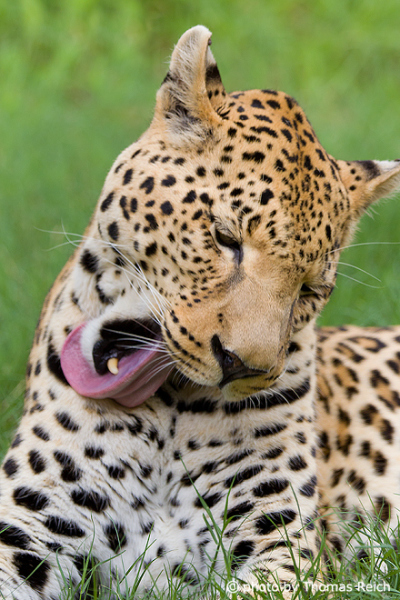 Leopard putzt sich
