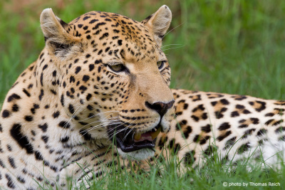 Großkatze Leopard