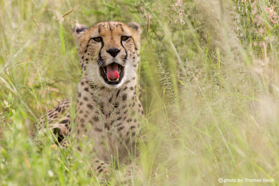 Gepard sitzt im Gras