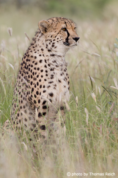 Cheetah observes