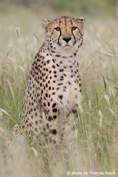 Gepard Safari