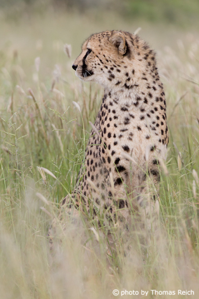 Gepard beobachtet Umgebung