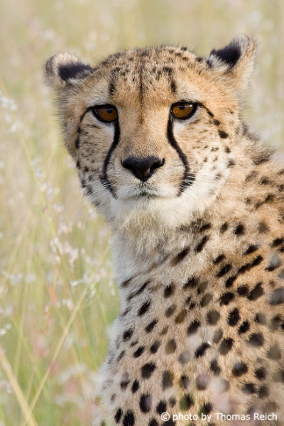 Cheetah nose