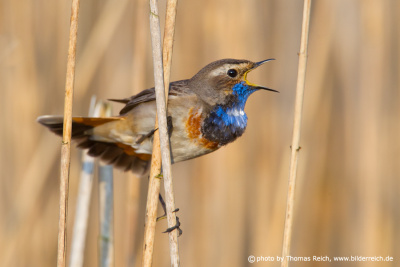 Bluethroat clings to the reed stalk