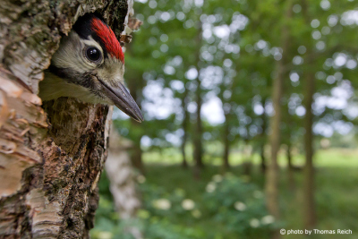 Great Spotted Woodpecker Young looking out