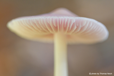 Mushroom lamella