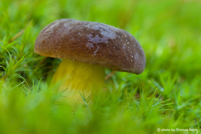 Yellow mushroom with brown cap