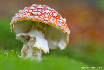 Fly Agaric in Germany