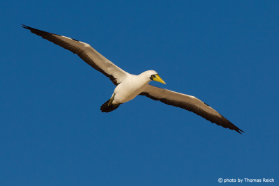 Masked Booby wingspan