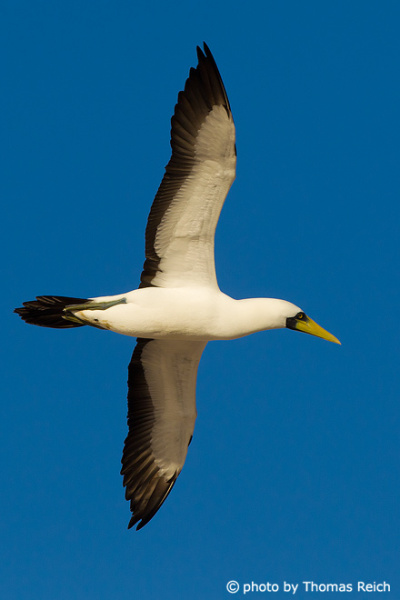 Masked Booby flying in the sky