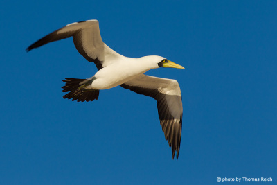 Masked Booby flying