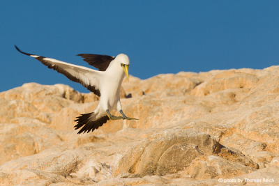 Masked Booby landing on a rock