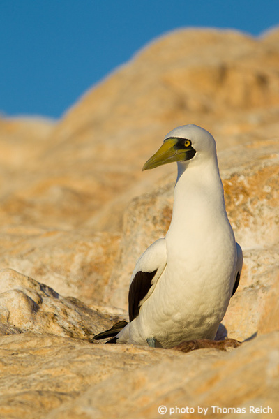 Masked Booby appearance