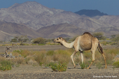 Dromedar im Hajargebirge, Oman