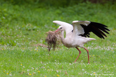 White Stork with nesting material in the beak