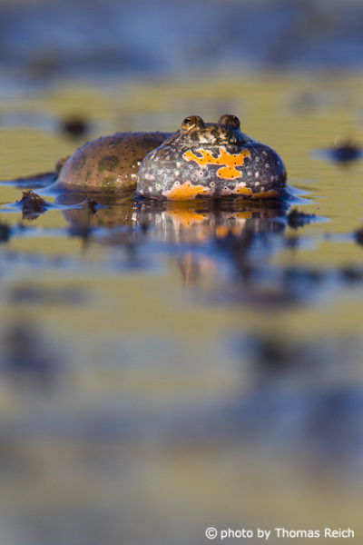 Fire-bellied Toad mating call